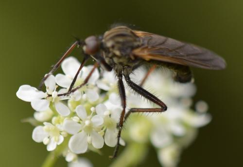 Empis tessellata